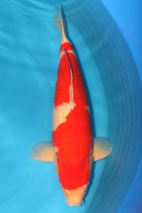 Kohaku 1710005