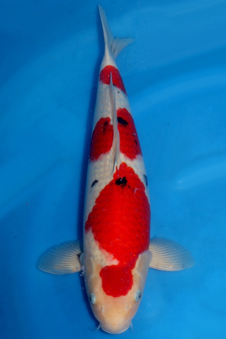 Sandan Lepelsanke 1710050