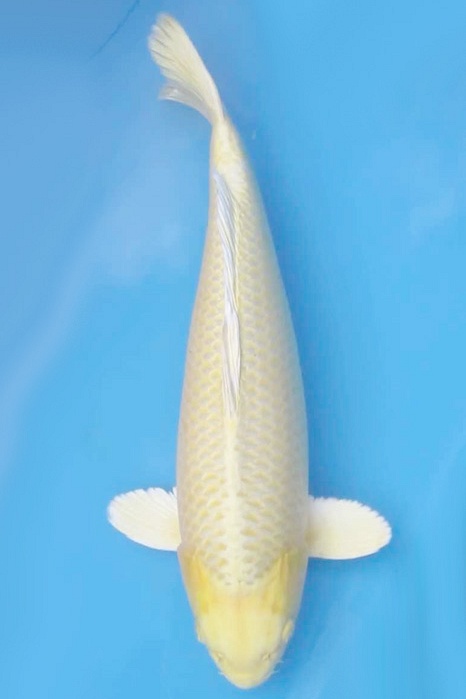 Yamabuki Momotaro 1710060