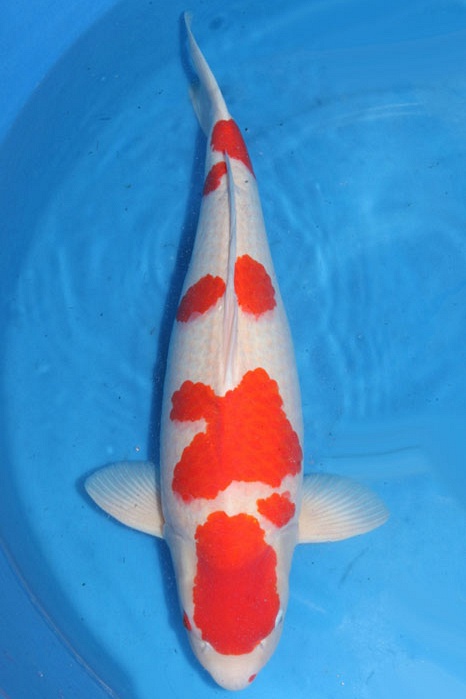 Meerstaps Kohaku 1802004