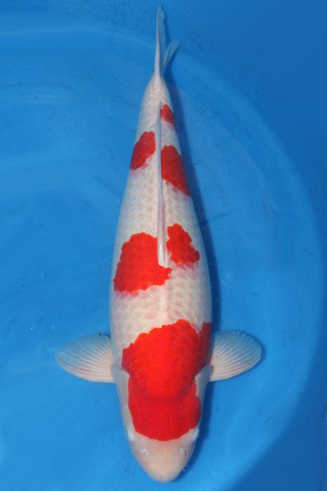 Meerstaps Kohaku 1802005