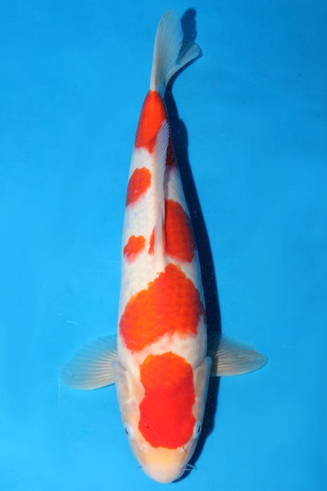 Meerstaps Kohaku 1803015