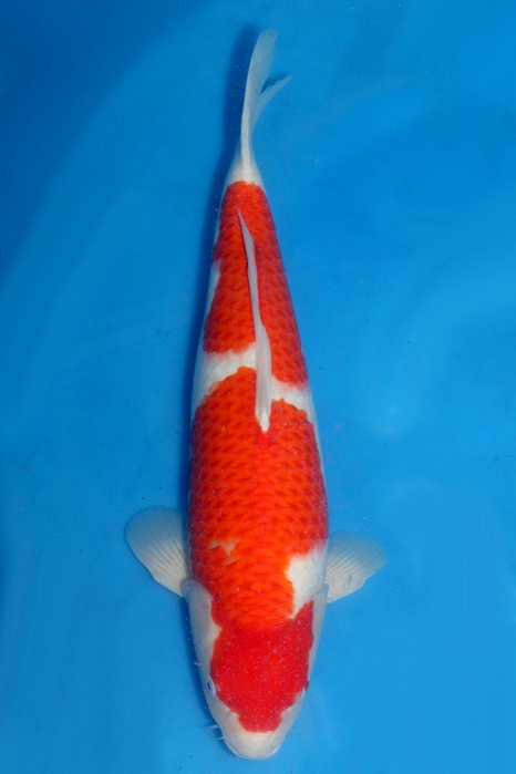 Kohaku 1805007