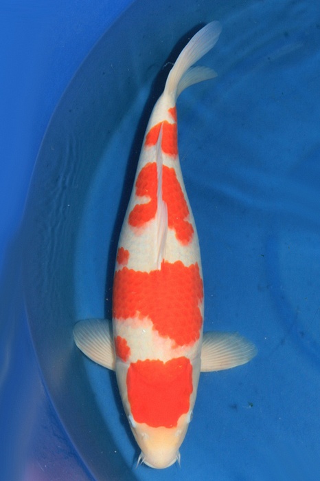 Meerstaps Kohaku 1902002