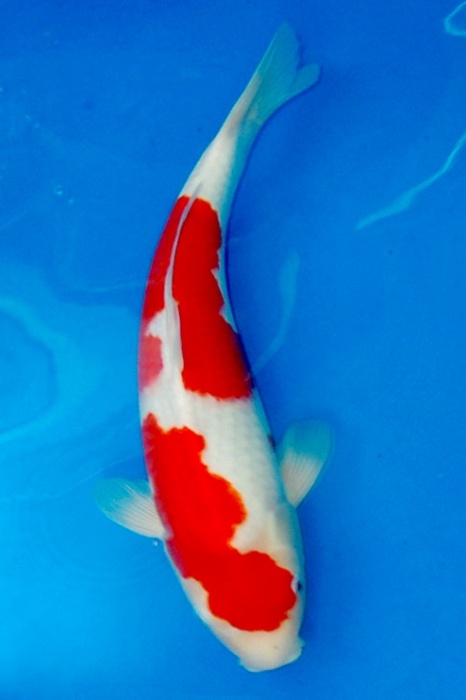 Tategoi Kohaku 805002