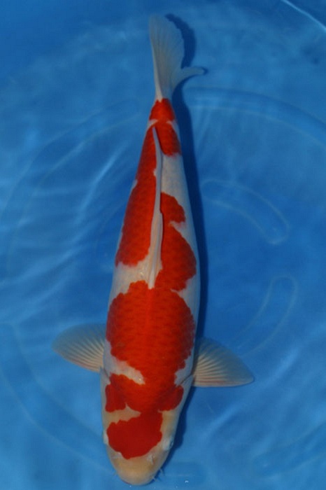 Kohaku 903055