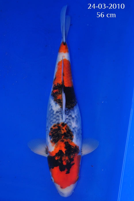 Dainishi Mako Bloedlijn 904245