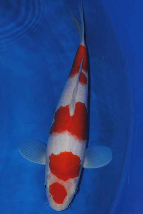 Maruten Kohaku 911041