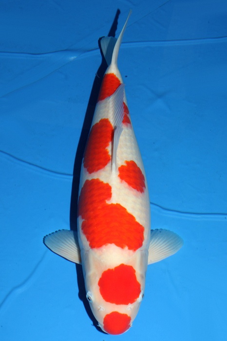 Meerstaps Kuchebeni Kohaku KO-NA17-517