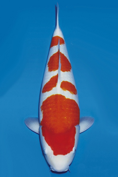 Yondan Kohaku KO-NA19-424