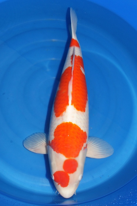 Meerstaps Kohaku KO-V10-1215