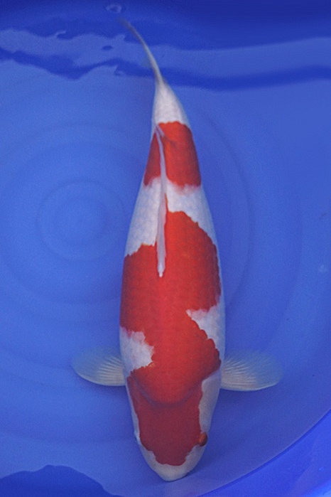 Kohaku KO-V15-460