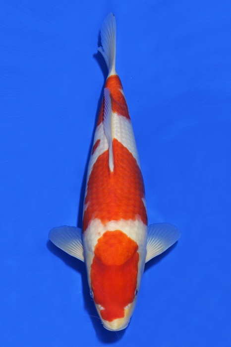 Sandan Kohaku KO-V16-456
