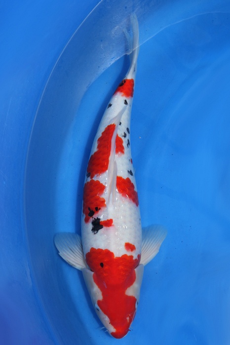 Meerstaps Sanke SA-V14-0444