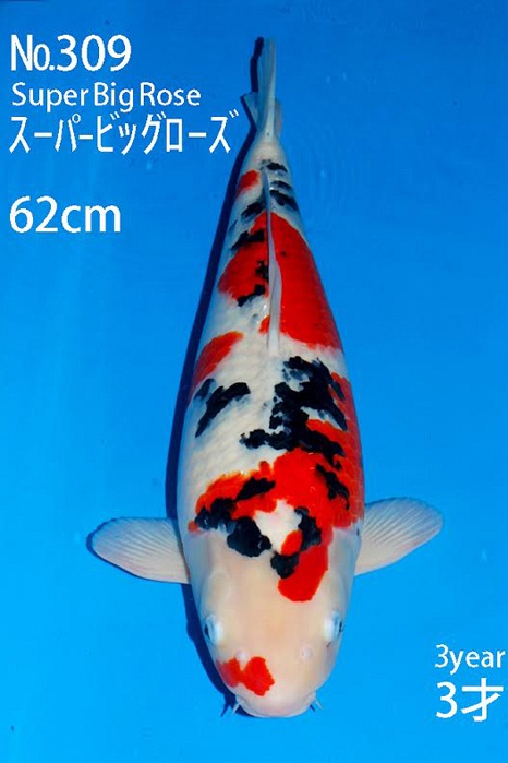 Sanke SA-V15-10309