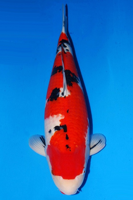 Sanke SA-V15-482