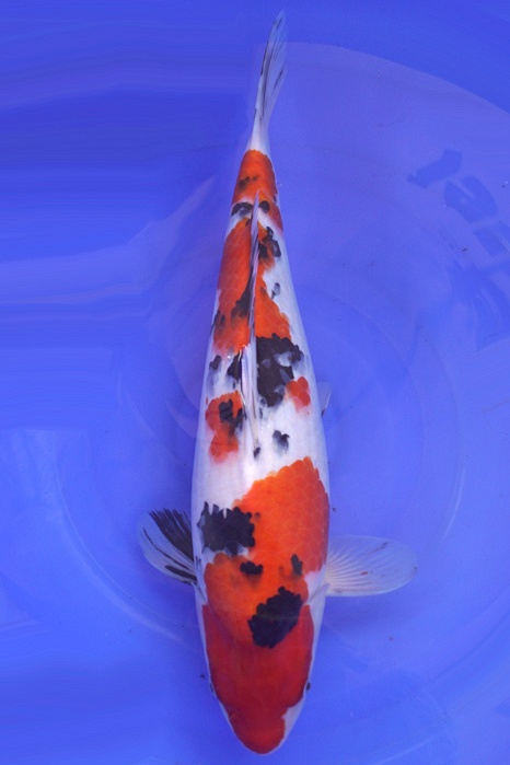 Sanke SA-V16-48