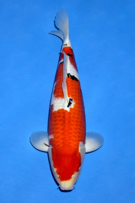 Sanke SA-V18-10201