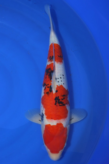 Sanke SA-V19-4282