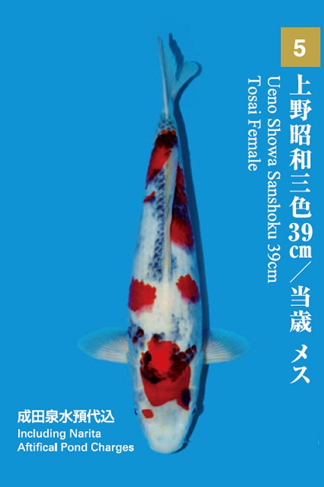 Showa SH-NA17-55