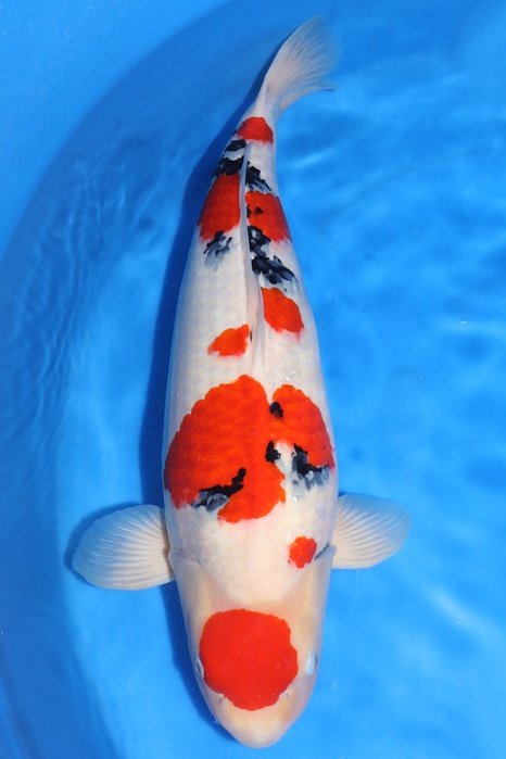 Maruten Sanke SA-NA19-11001
