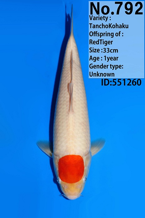 Tancho Kohaku TA-V26-01792