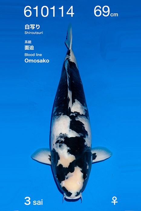 Shiro Utsuri UT-V26-10114