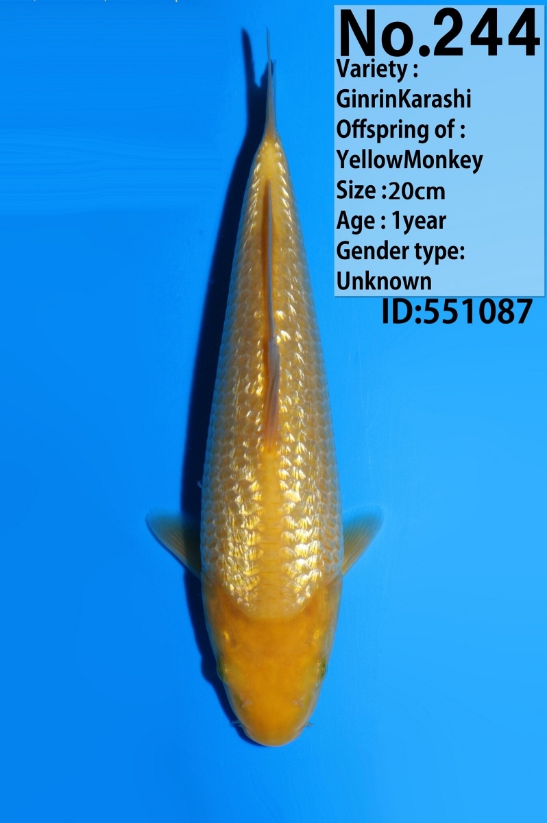 Ginrin Karashigoi KA-V26-01244