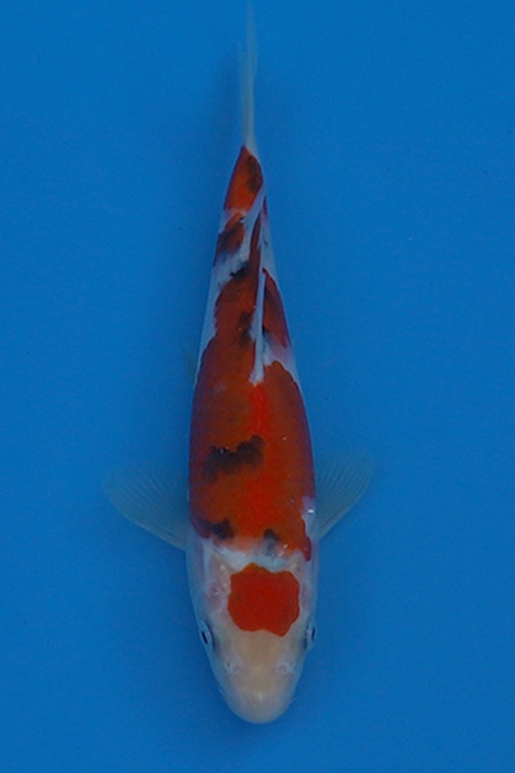 Odakan-koi687