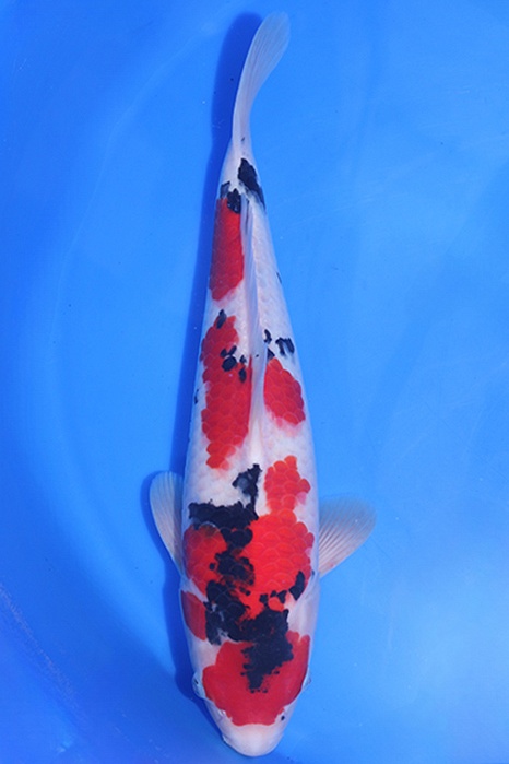 Momotaro-koi767