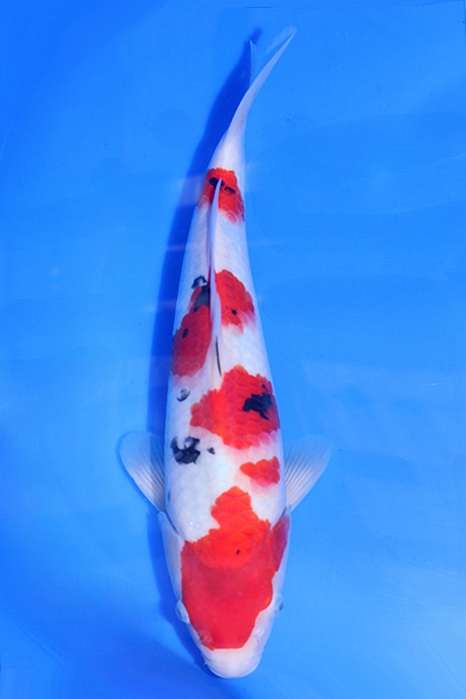Momotaro-koi768