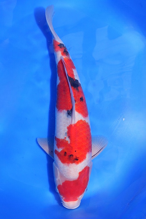 Momotaro-koi769