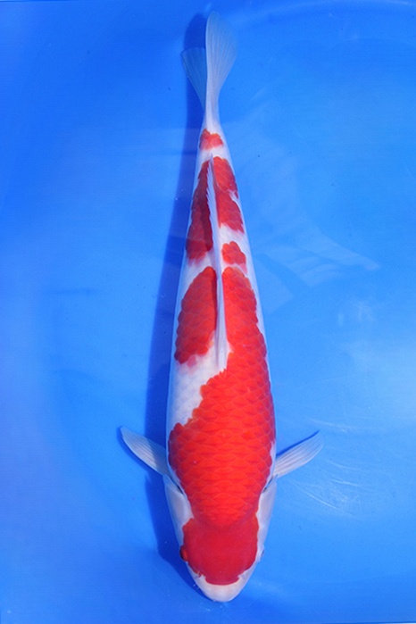 Momotaro-koi770