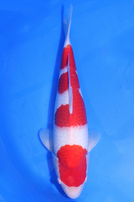 Momotaro-koi771