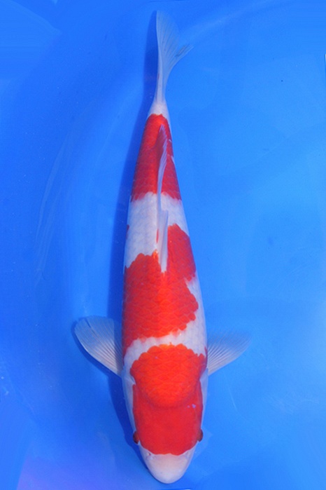 Momotaro-koi772