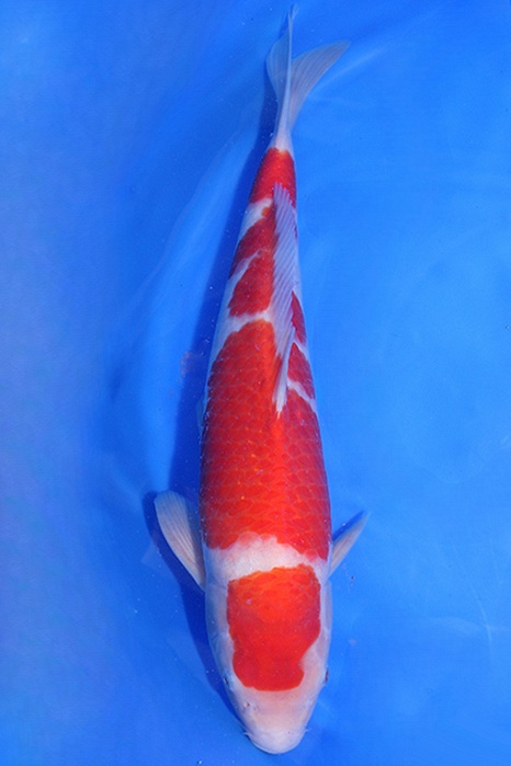 Momotaro-koi774