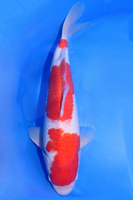 Momotaro-koi775