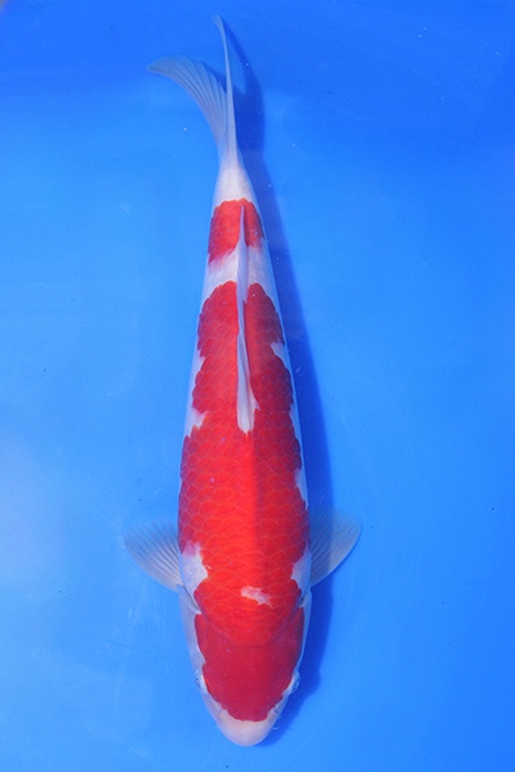 Momotaro-koi776