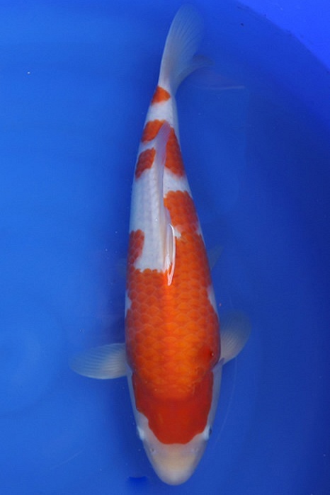 Momotaro-koi787