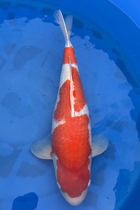 Momotaro-koi789