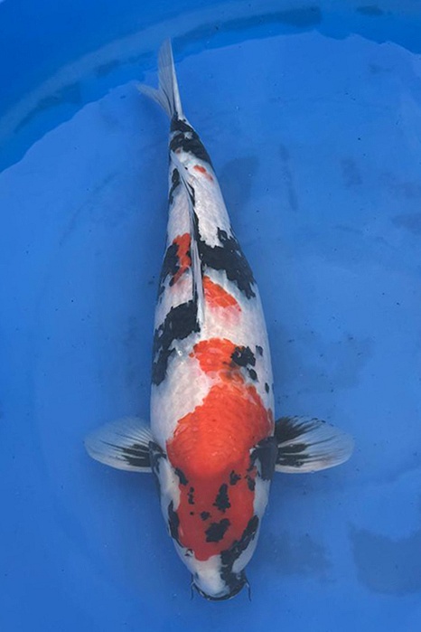 Odakan-koi790