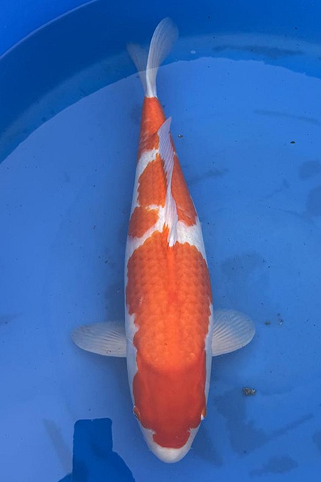 Momotaro-koi791