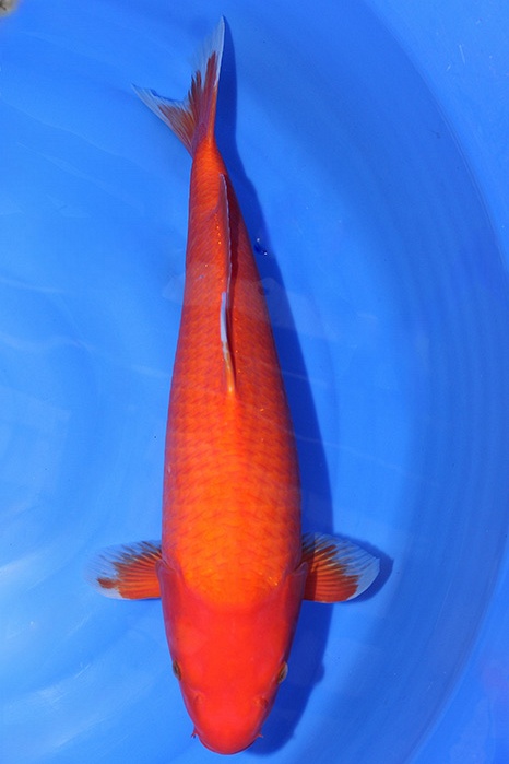 Dainichi-koi793