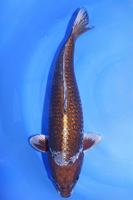 Momotaro-koi794
