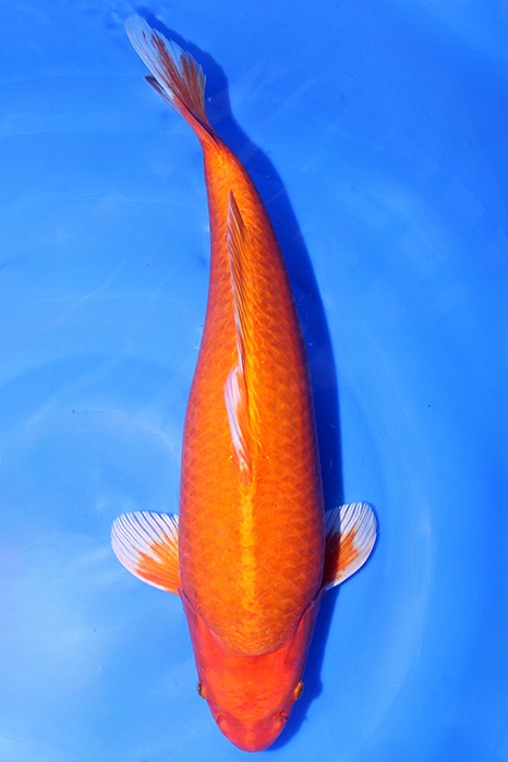Momotaro-koi797