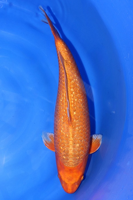 Momotaro-koi802