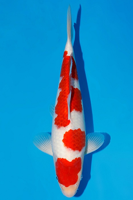Momotaro-koi804