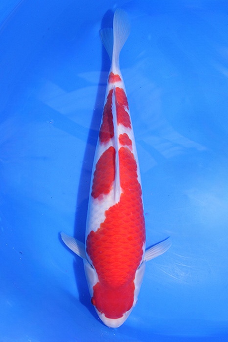 Momotaro-koi805