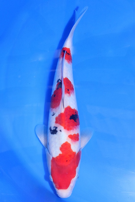 Momotaro-koi807