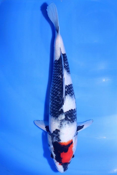 Dainichi-koi815